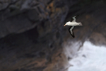 Black-browed Albatross, dark cliff background, West Point Island