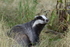 Badger