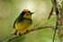 Collared Redstart
