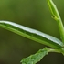Caterpillar of the orange tip butterfly (Anthocaris cardamines)