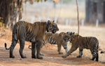 Tadoba national park 2017 portfolio