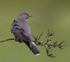 Female Cuckoo