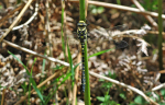 Golden-ringed Dragonfly