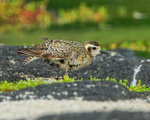 Pacific Golden Plover stretching, Hawaii