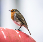 ROBIN CRINAN  SCOTLAND-