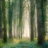 5th March Silence of the Forest