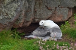 Fulmars