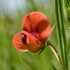 Red pea (Lathyrus cicera)