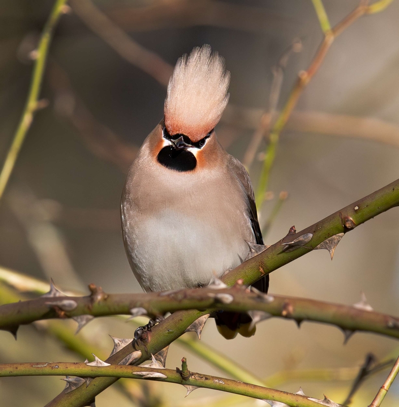 Waxwing - Hassop - Derbyshire
