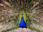 Peacock Display