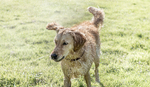 Ockley Dog Wash