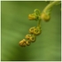 Fern Unfurling!