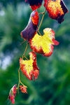 Autumn Leaves