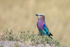 Lilac-breasted Roller