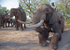 Elephant Encounter Zambia