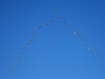 V-formation of Snow Geese, Bosque del Apache, New Mexico