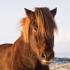 ICELANDIC HORSE - REYKJANES PENINSULA