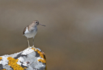 Common Sandpiper - Actitis hypoleucos