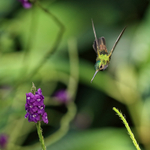 Charming Hummingbird s...