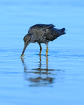 Wandering Tattler feeding, Ke'e Beach, Kauai