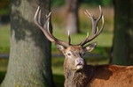 Red Deer
