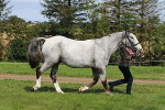 SIAL6841