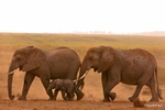 _M7B0146 Amboseli