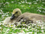 Gosling
