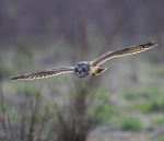 Short Eared Owl