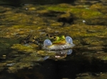 Edible Frog