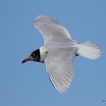 Mediterranean Gull (Larus melanocephalus) ad-S