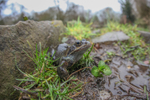 Common frog making its way to Bristol pond to spawn