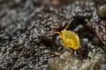 Sminthurinus aureus