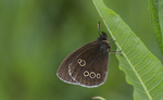 Ringlet Butterfly at Prees Heath, Shropshire