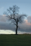 TheTree2007Layer15