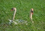 Mute Swans