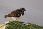 Turnstone