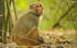 Rhésus Macaco.