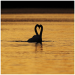 Swan Heart