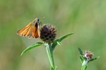 Small Skipper
