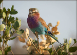 Lilac breasted roller #2