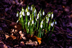 snowdrop Galanthus nivalis-0218-