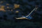 Sandhill Crane flying to roost, Bosque del Apache, New Mexico