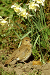Song Thrush