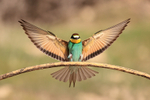 European Bee-eater wings outstretched landing on perch, Montgai, Spain