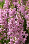 Heather