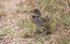 Calandra Lark