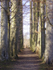 Avenue of Trees