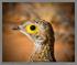 Burchell's sandgrouse portrait