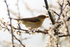 Willow Warbler with insect